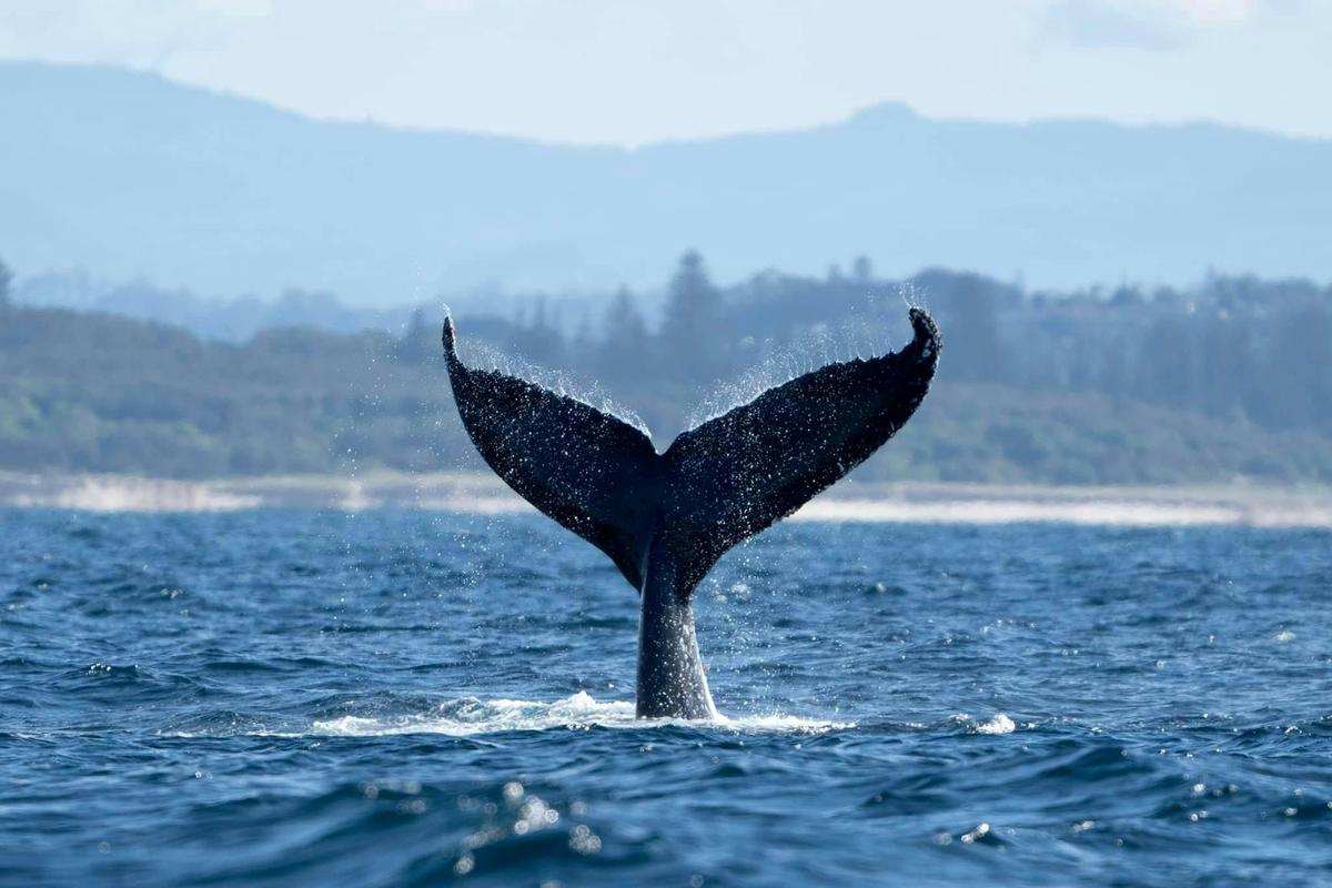 Whale Tail