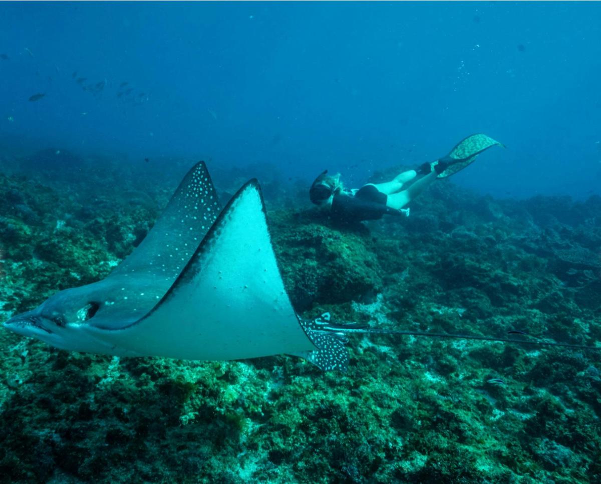 Manta Ray