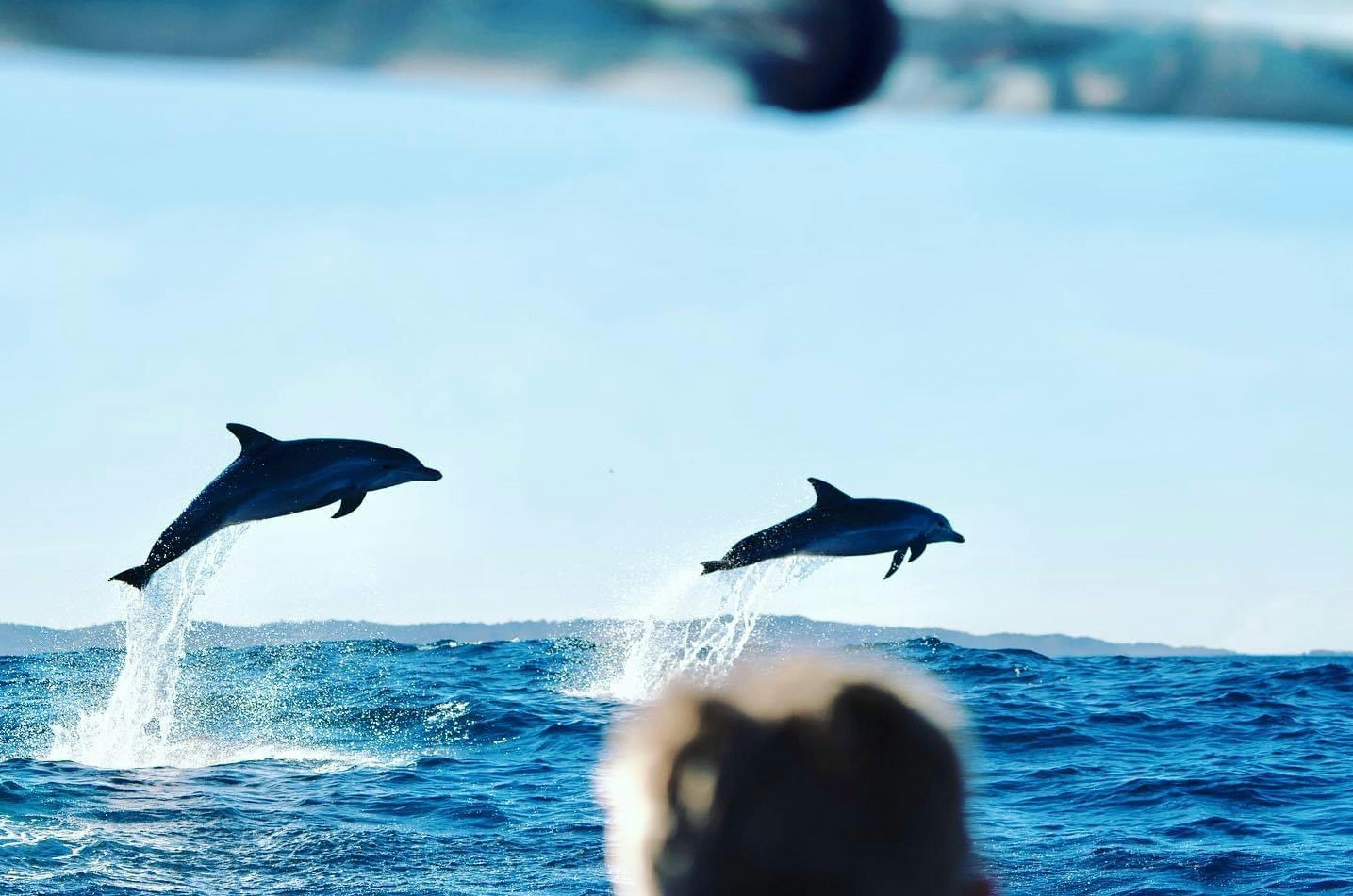 Dolphins on Out Of The Blue Adventures