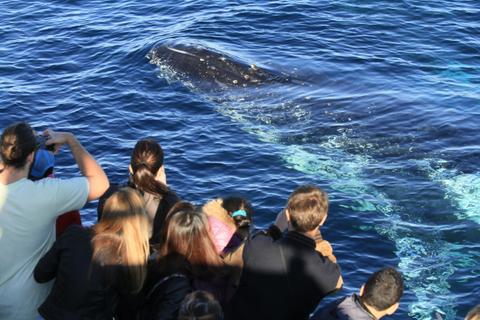 Humpback Whale Mugging True Blue off Sydney 2015
