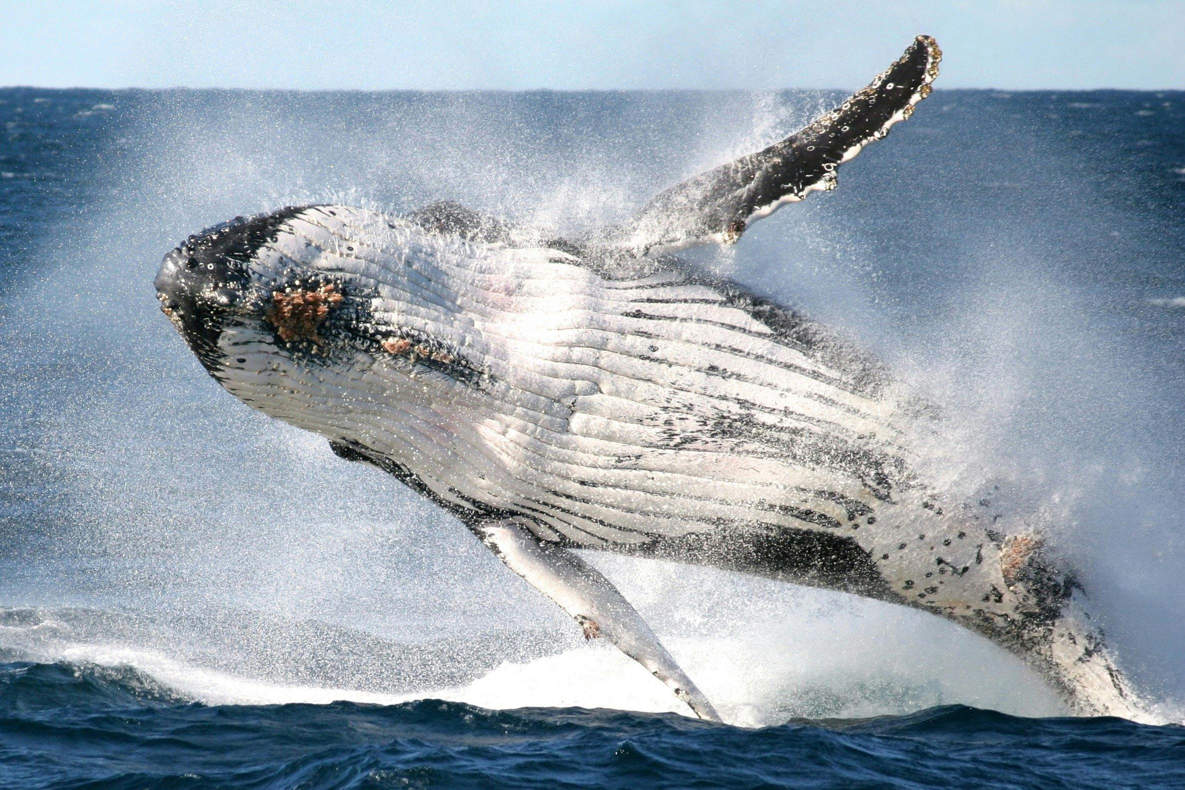 Breaching Whale off True Blue, Sydney 2014