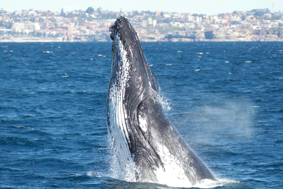 Humpback Whale Head Lunge, off Sydney 2015