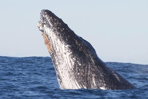 Humpback Whale Head Lunge, Sydney 2014