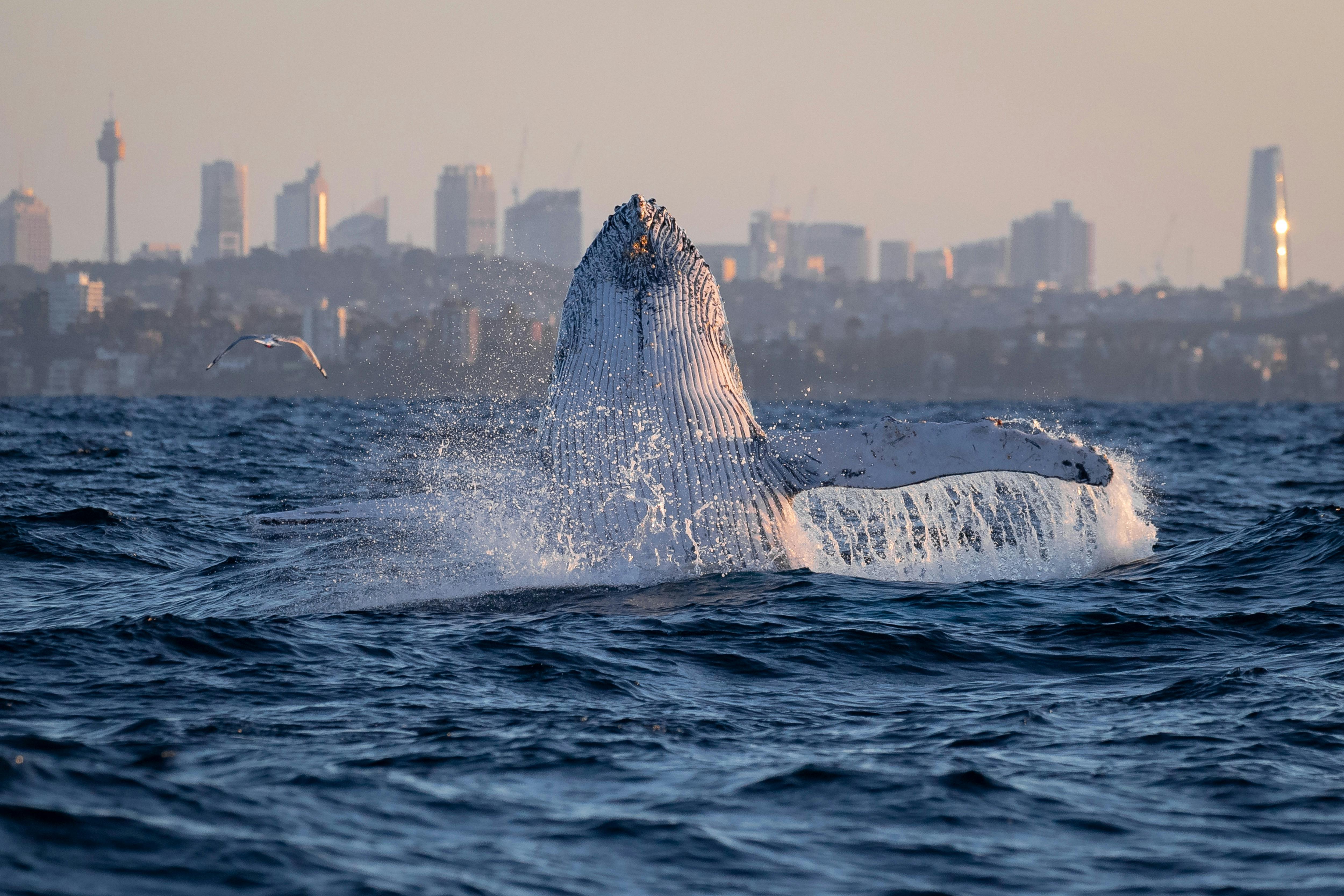 Whale and Sydney Skyline 2021