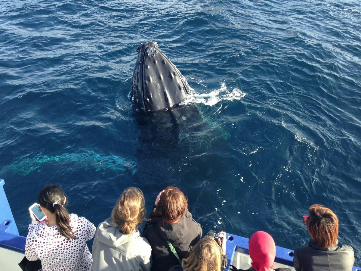 Whale Spy Hopping Next to True Blue, Sydney 2014