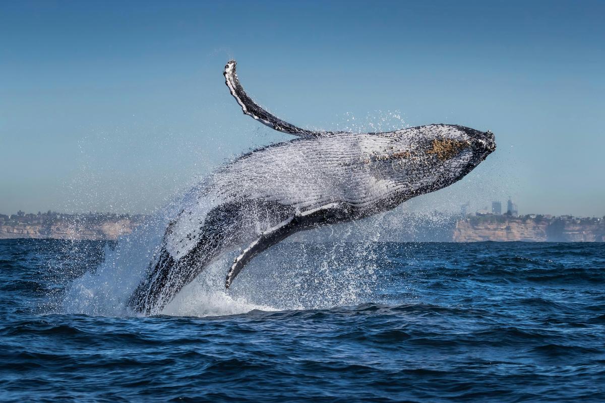 Humpback Whale breaches off Sydney, Go Whale Watching