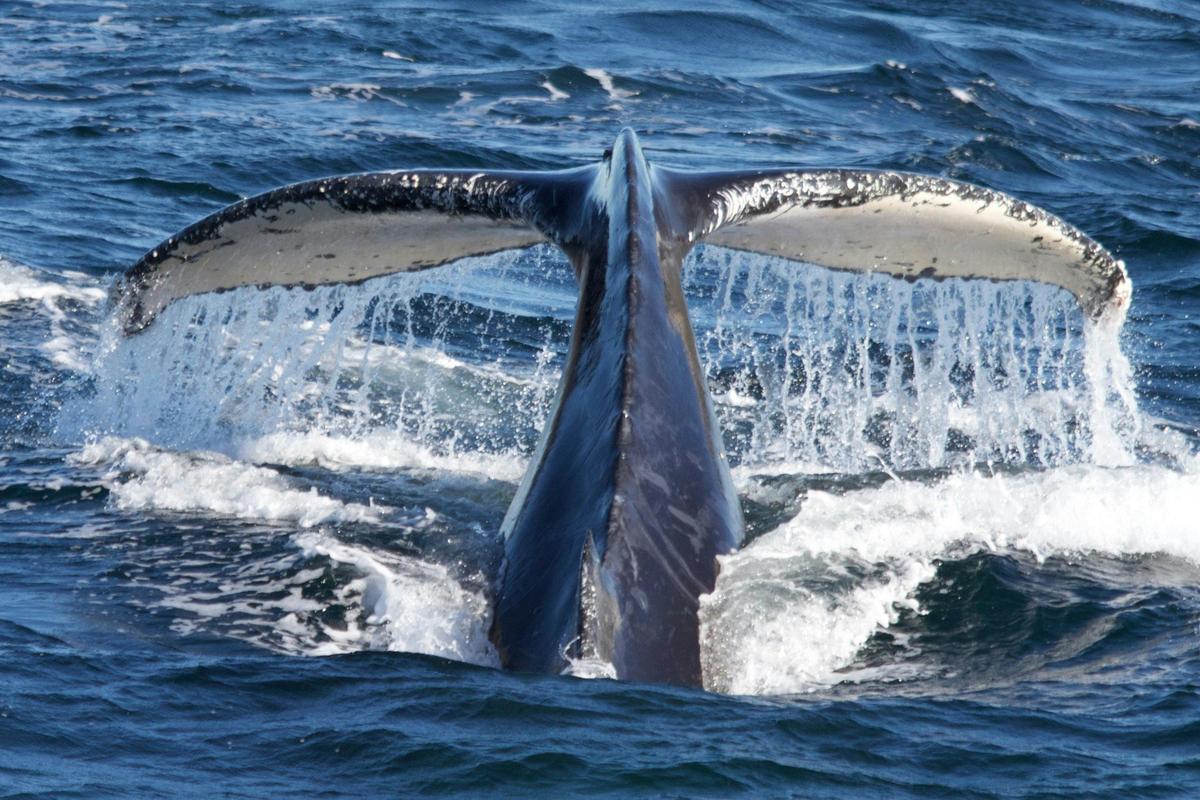 Whale Tail, Sydney 2016