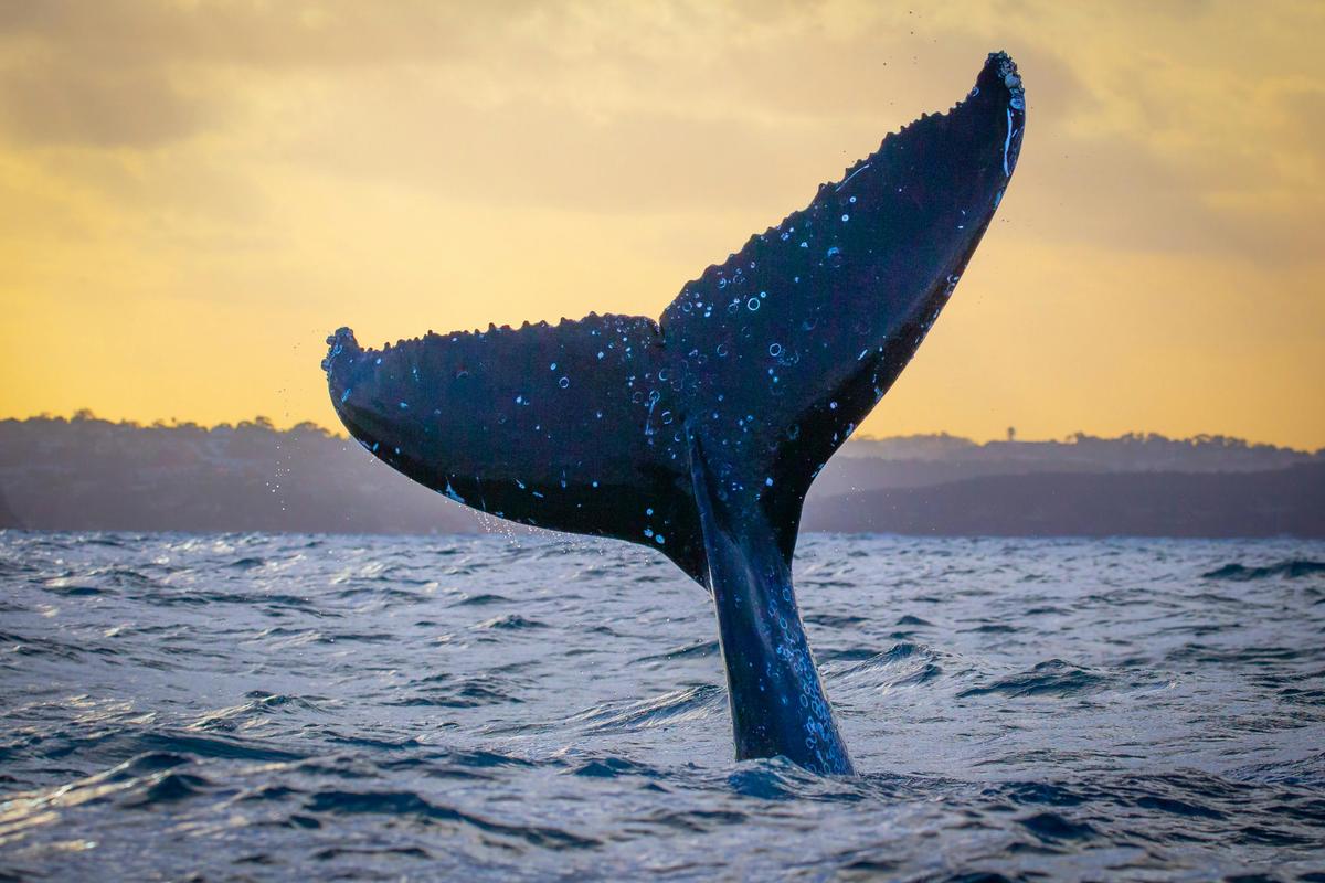 Sunset Whale Tail - Go Whale Watching