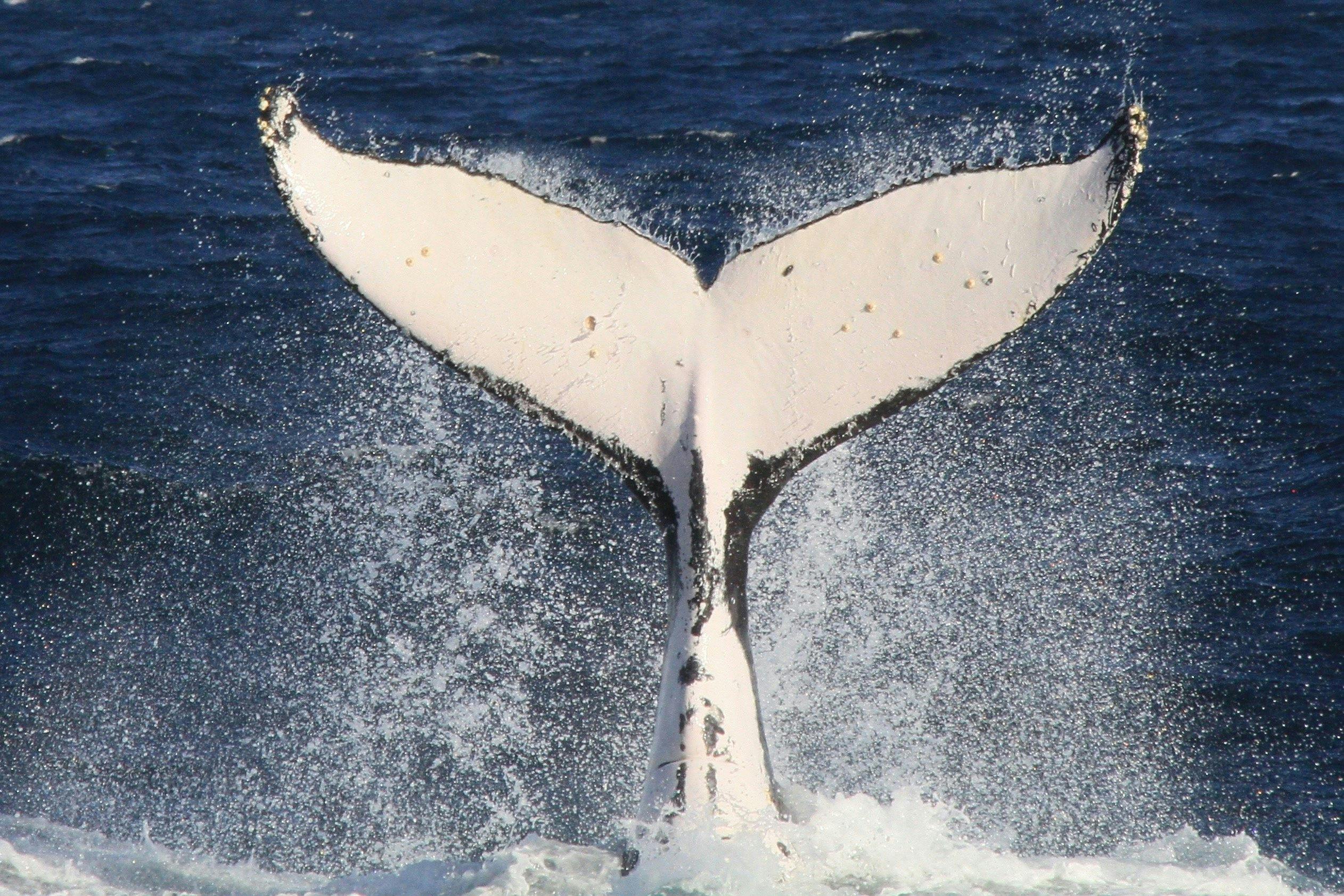 Whale Tail, Sydney, 2016