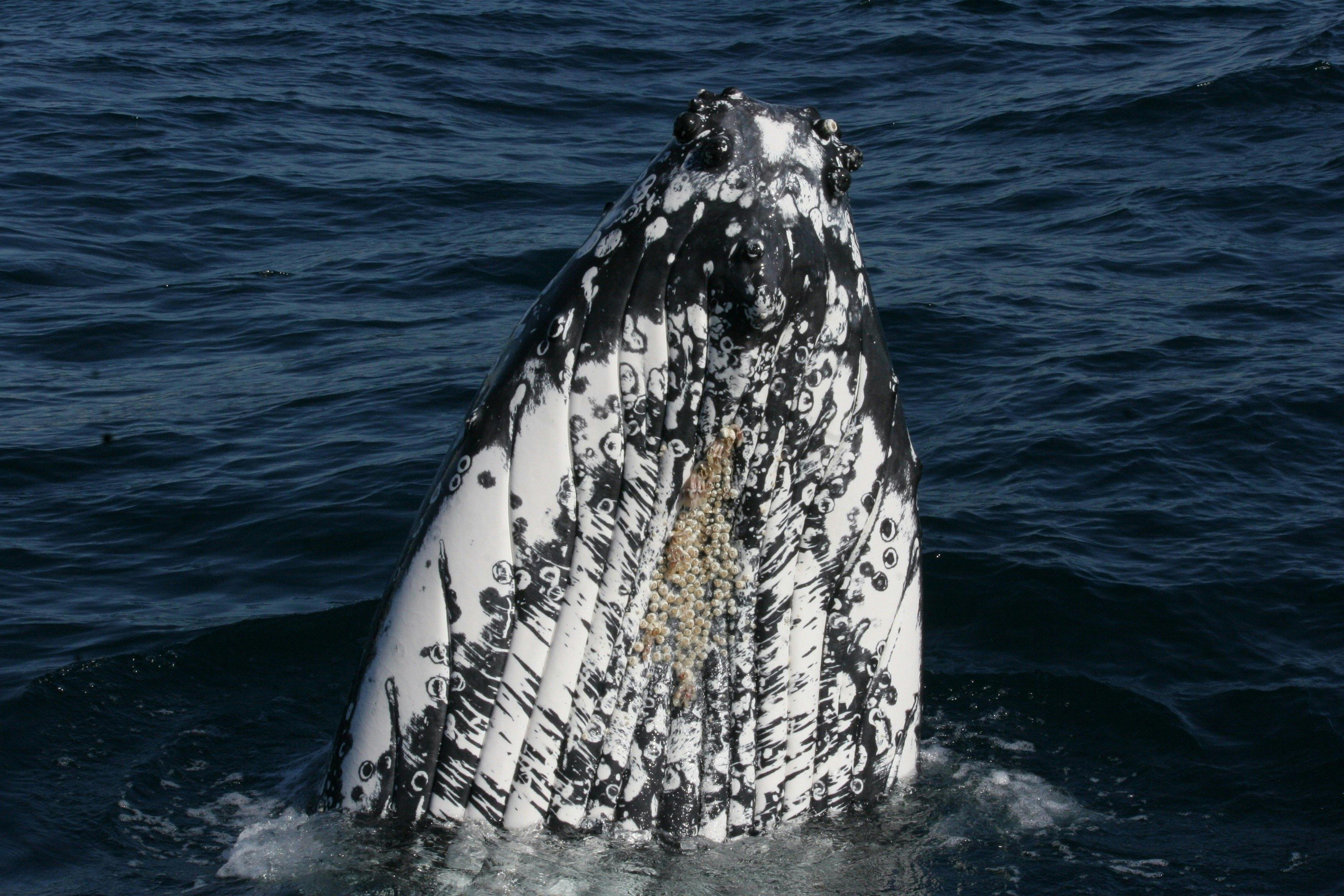 Humpback Whale Spy Hop, Sydney, 2014