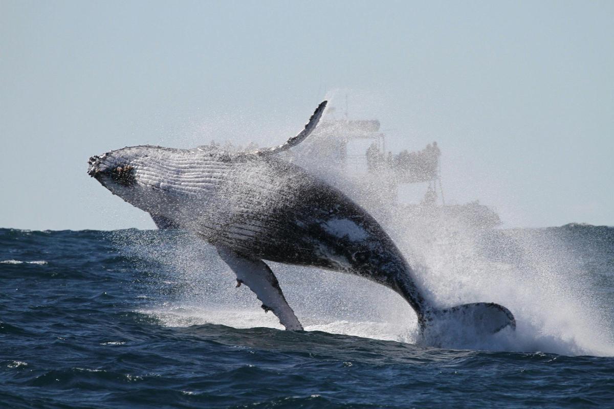 Breaching Humpback Whale with our boat Explorer in background, Sydney 2015
