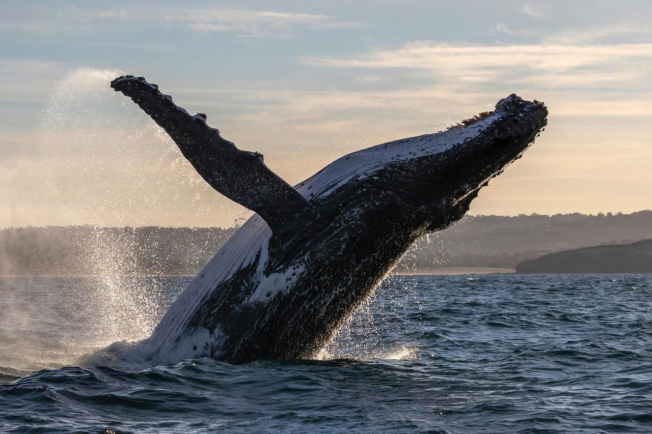 Breaching Whale off Sydney