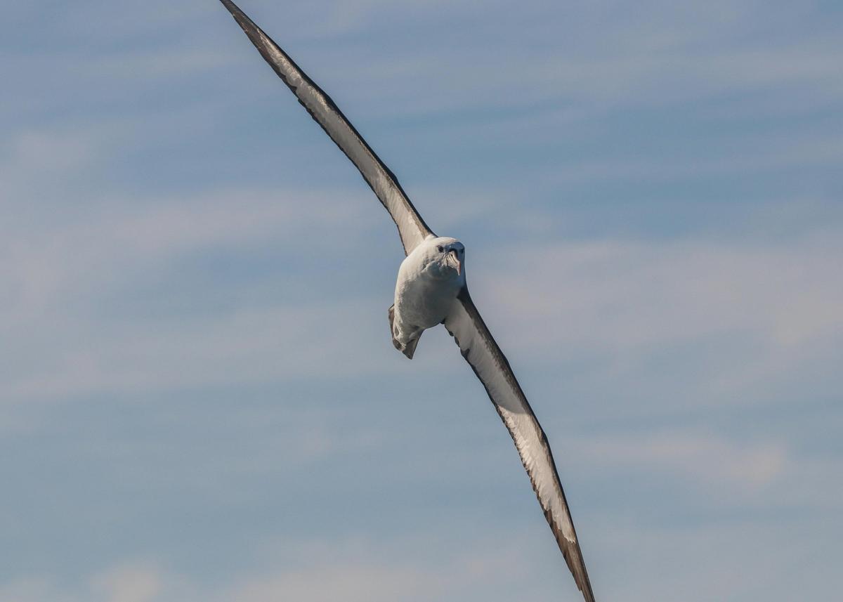 Yellow-nosed Albatross and other pelagic sea birds are a common sight