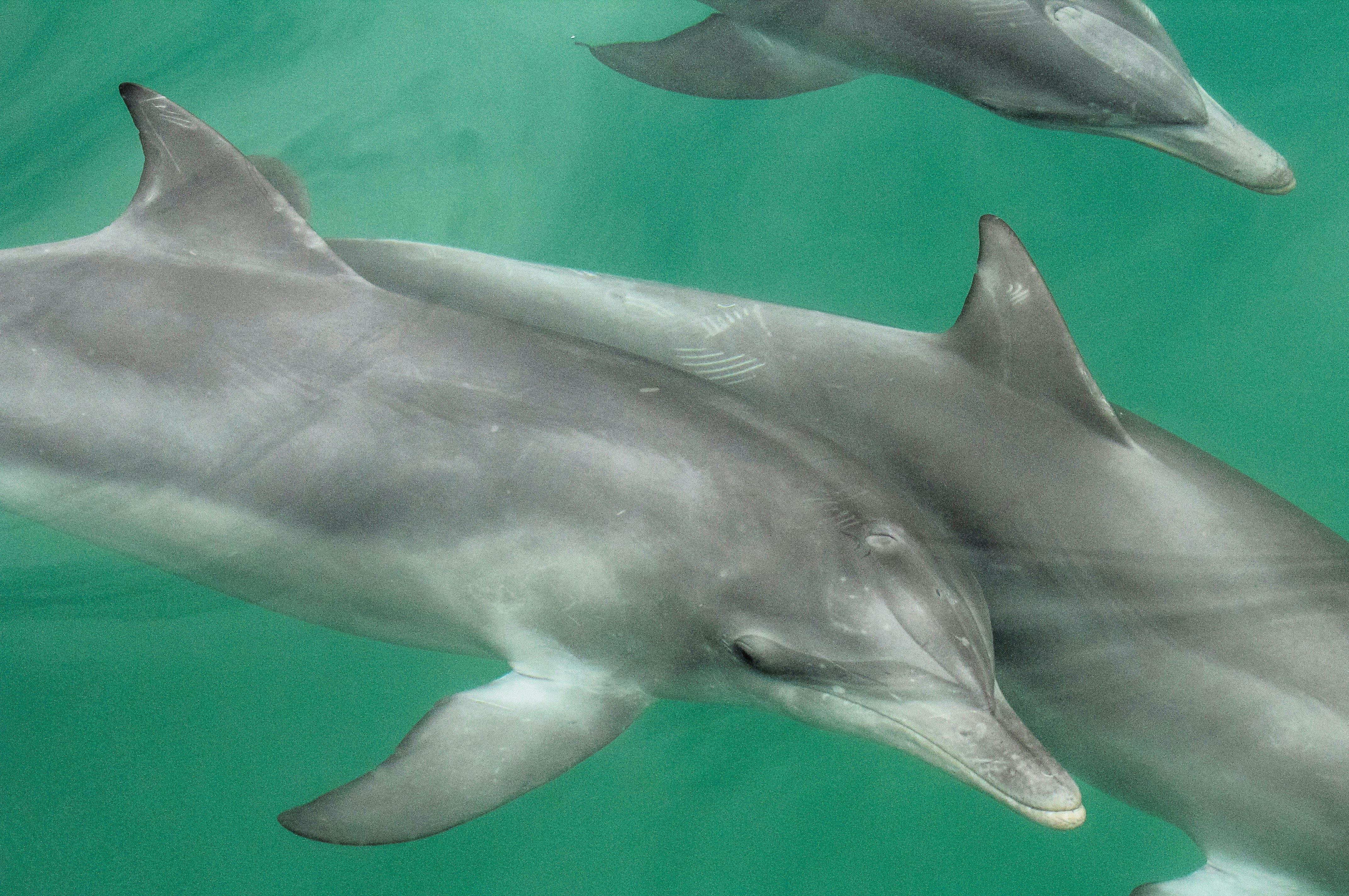 Around 100 Bottlenose Dolphins live in the bay at Port Stephens