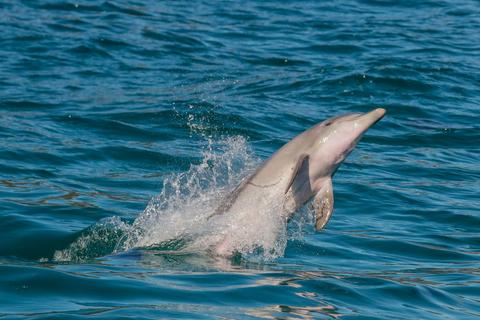 A bottlenose dolphin jumps through a wave