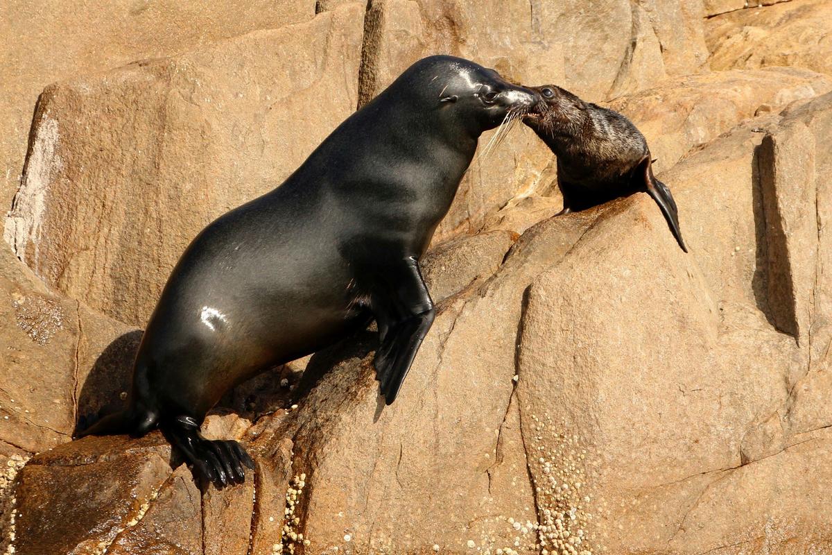 A pair of long-nosed fur seals on Cabbage Tree Island