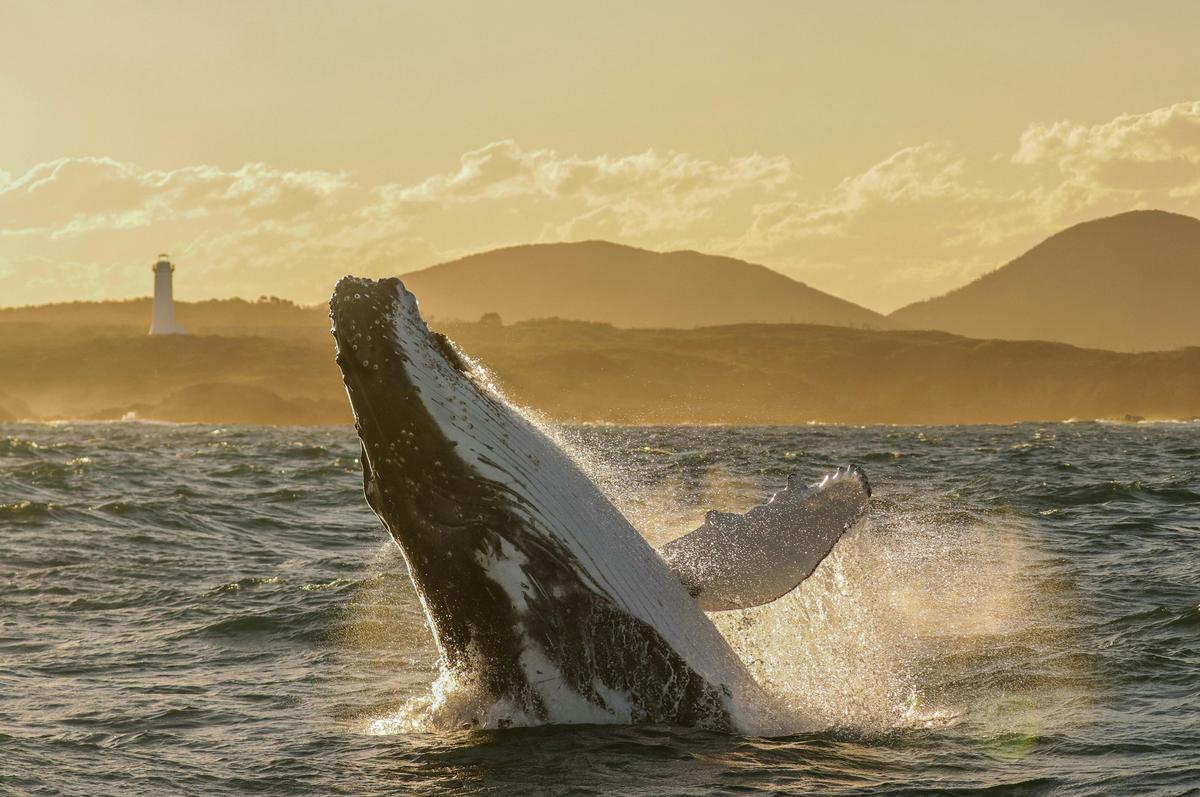Over 35,000 Humpbacks migrate past Port Stephens.
