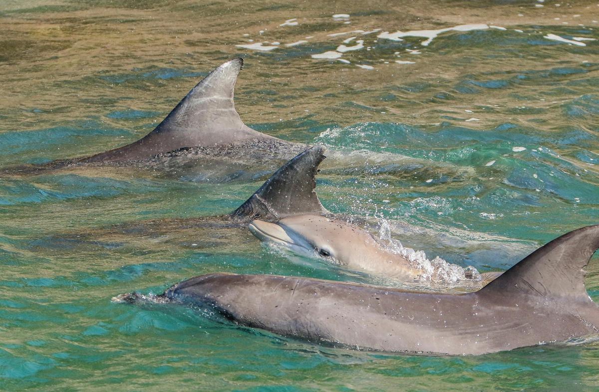Bottlenose dolphins are residential to Port Stephens and are seen year round.