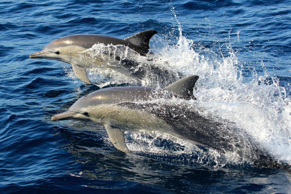 Common Dolphin are just one of the species of dolphin we might encounter offshore