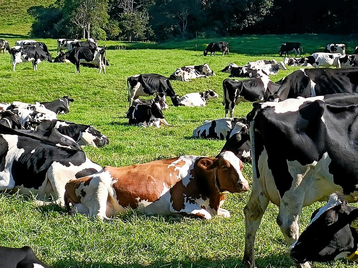 Dairy Farmlands of Jamberoo