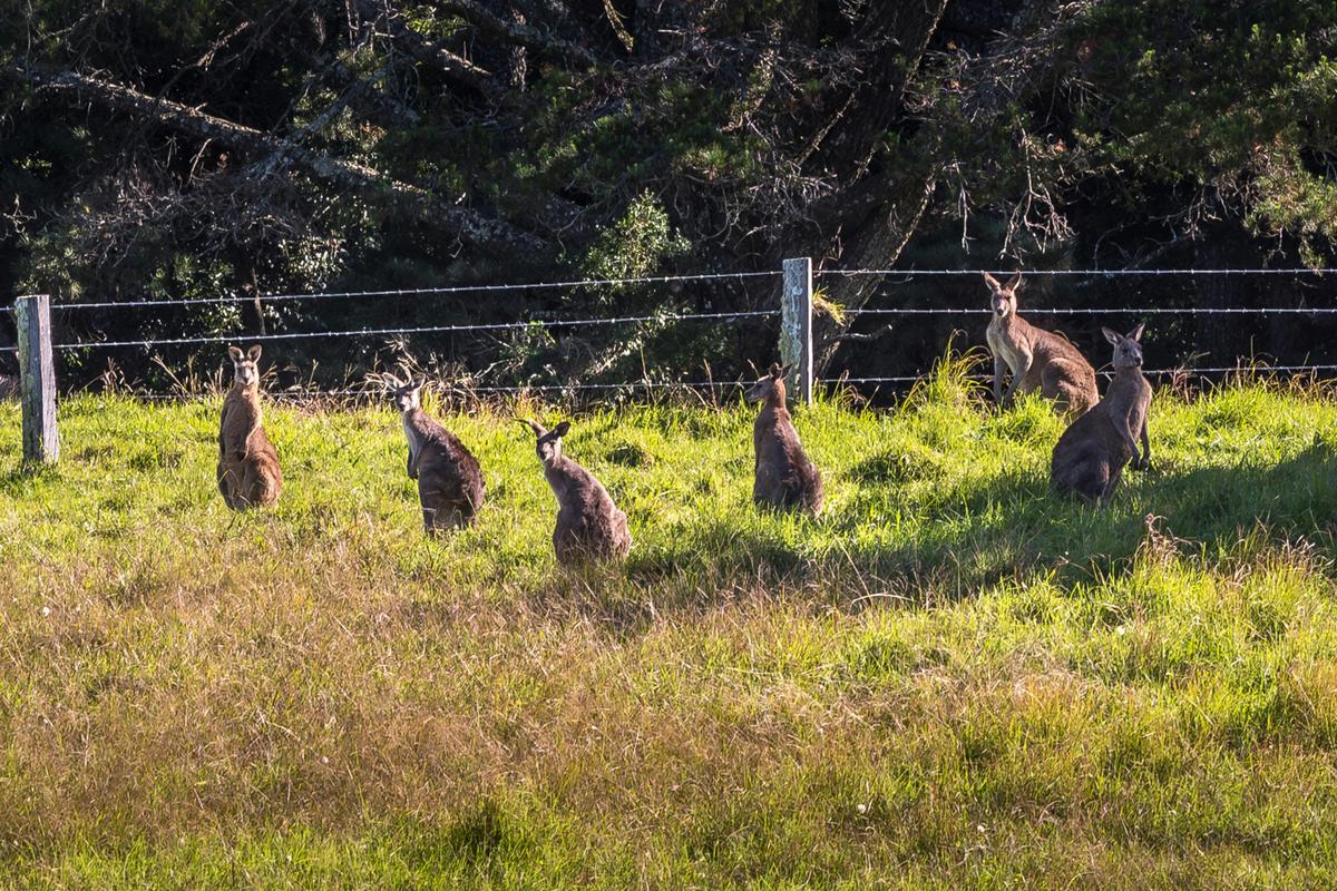 Kangaroos in the wild