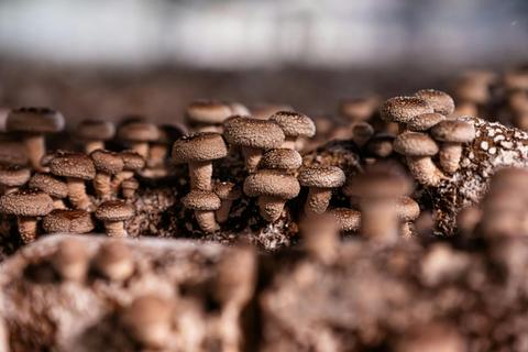 Mittagong Mushroom Tunnel