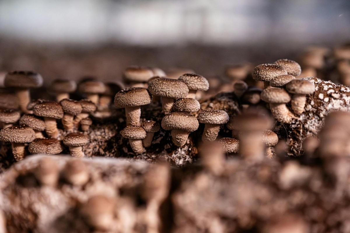 Shiitake