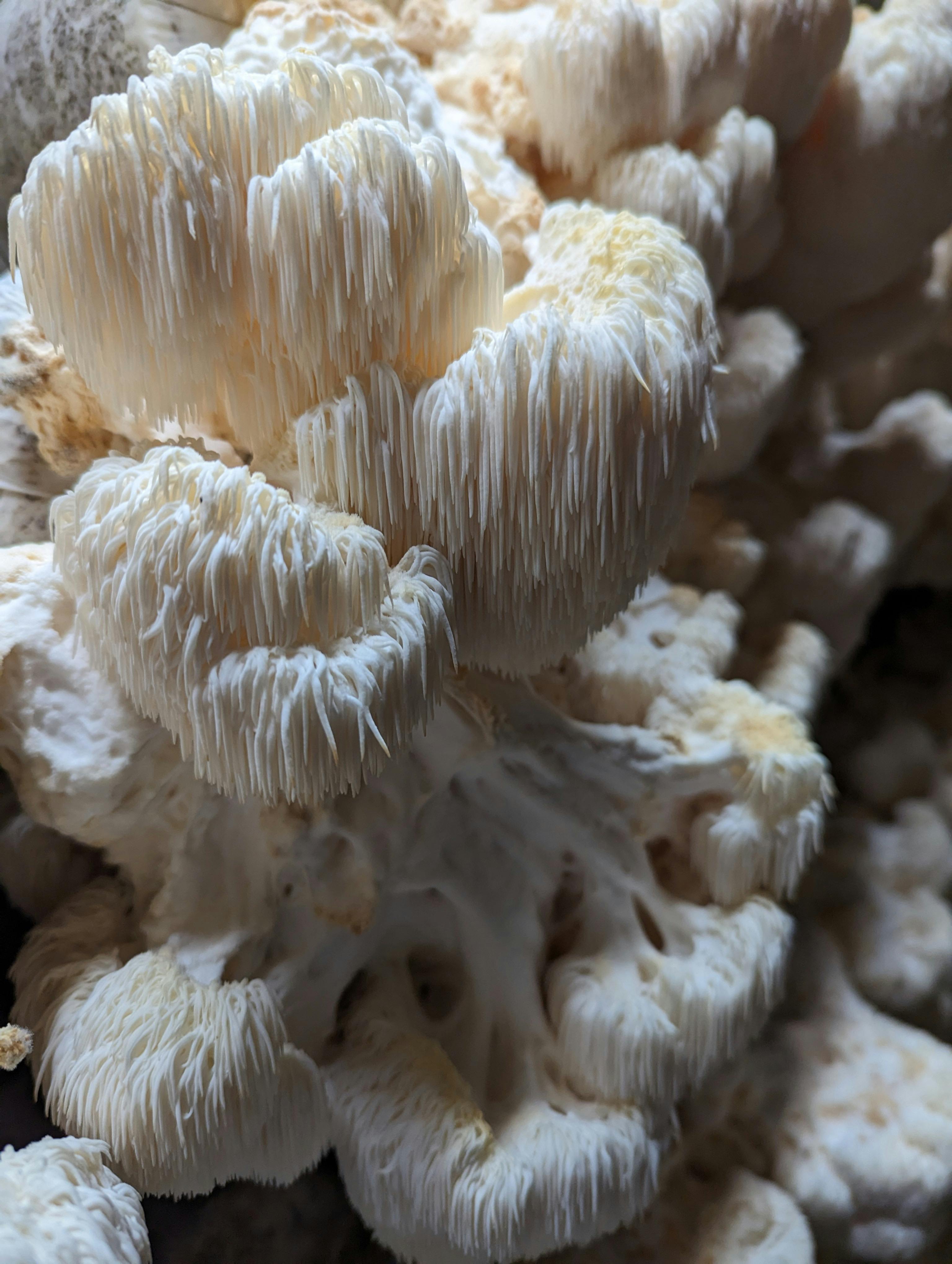 Lions Mane growing