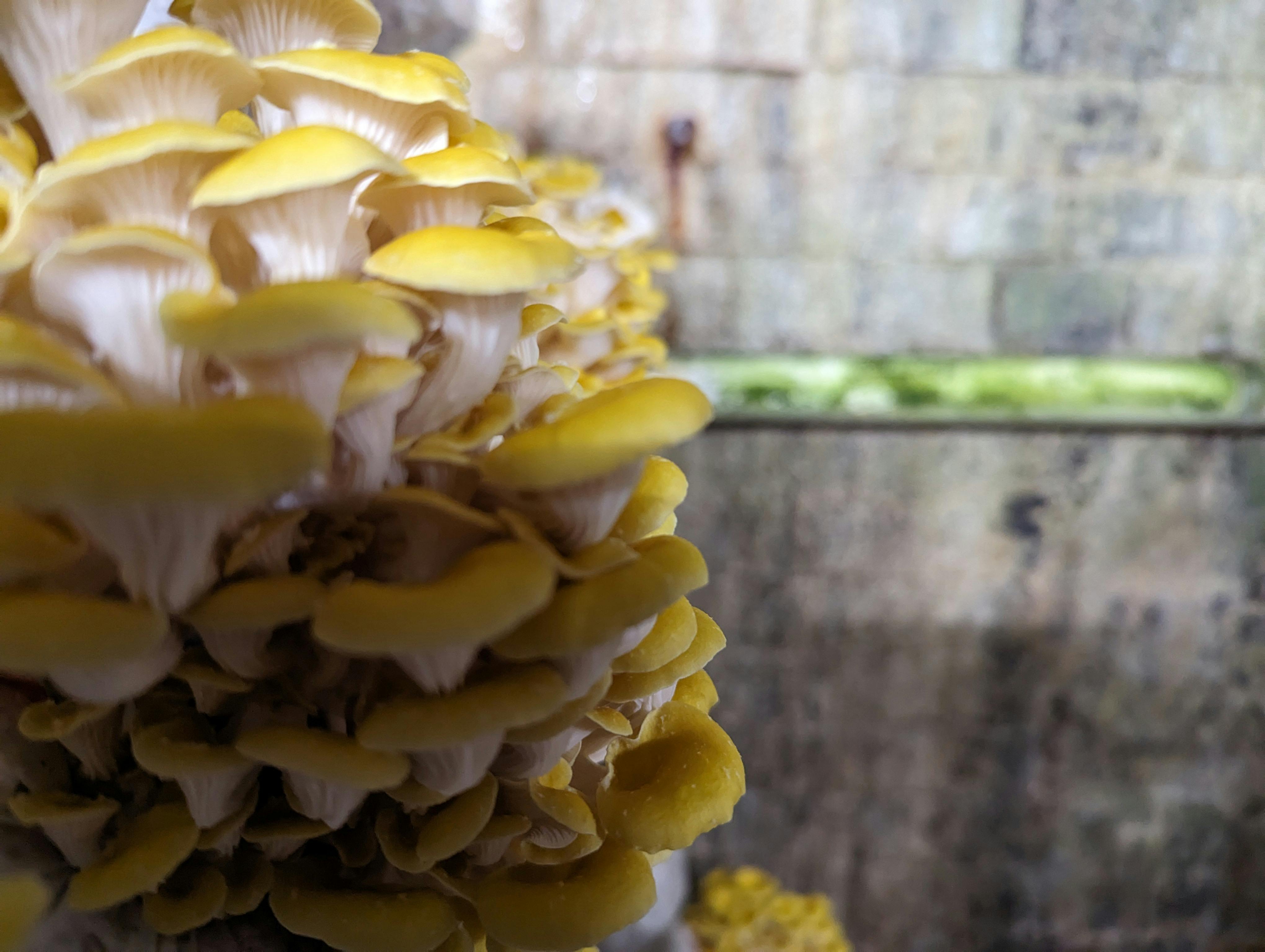 Yellow oyster in the tunnel