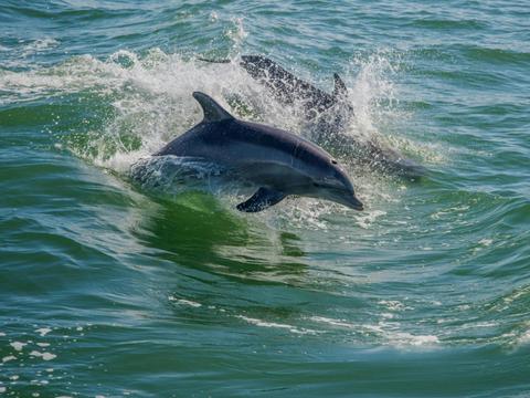 Dolphin Cruises