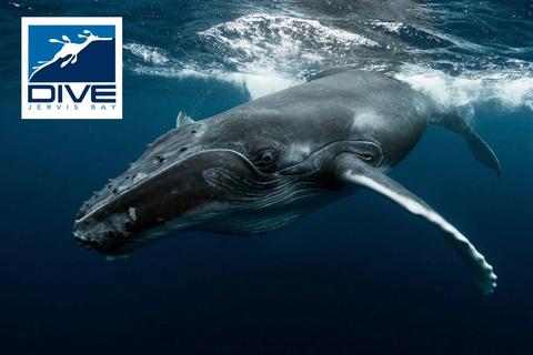 Join us for the opportunity to get in the water with Humpback whales!