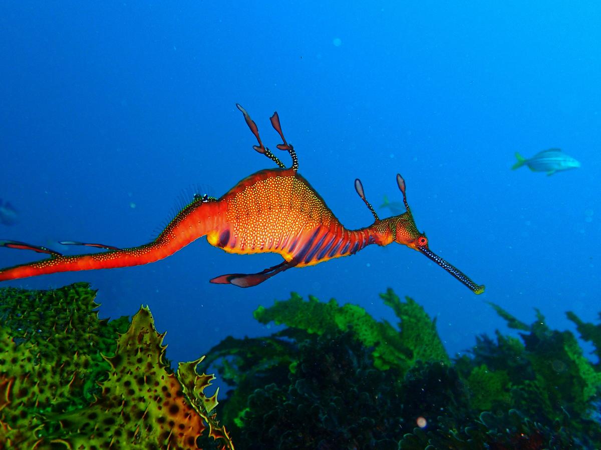 A Weedy Seadragon drifts through the kelp