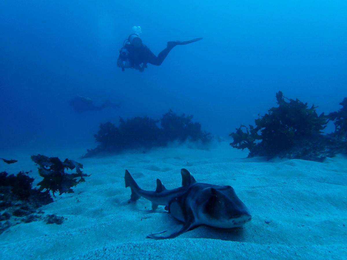 Port Jackson Shark