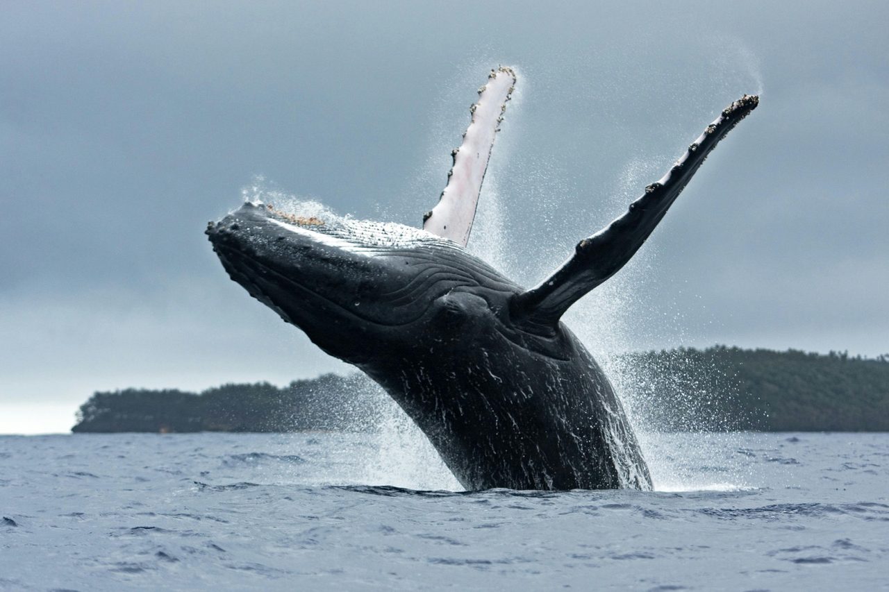 Whale