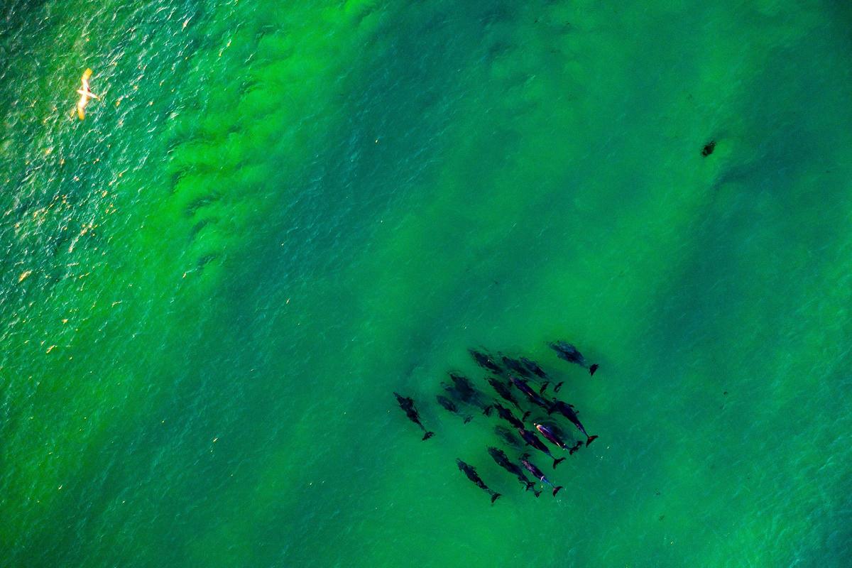 Marine Life Queens Head