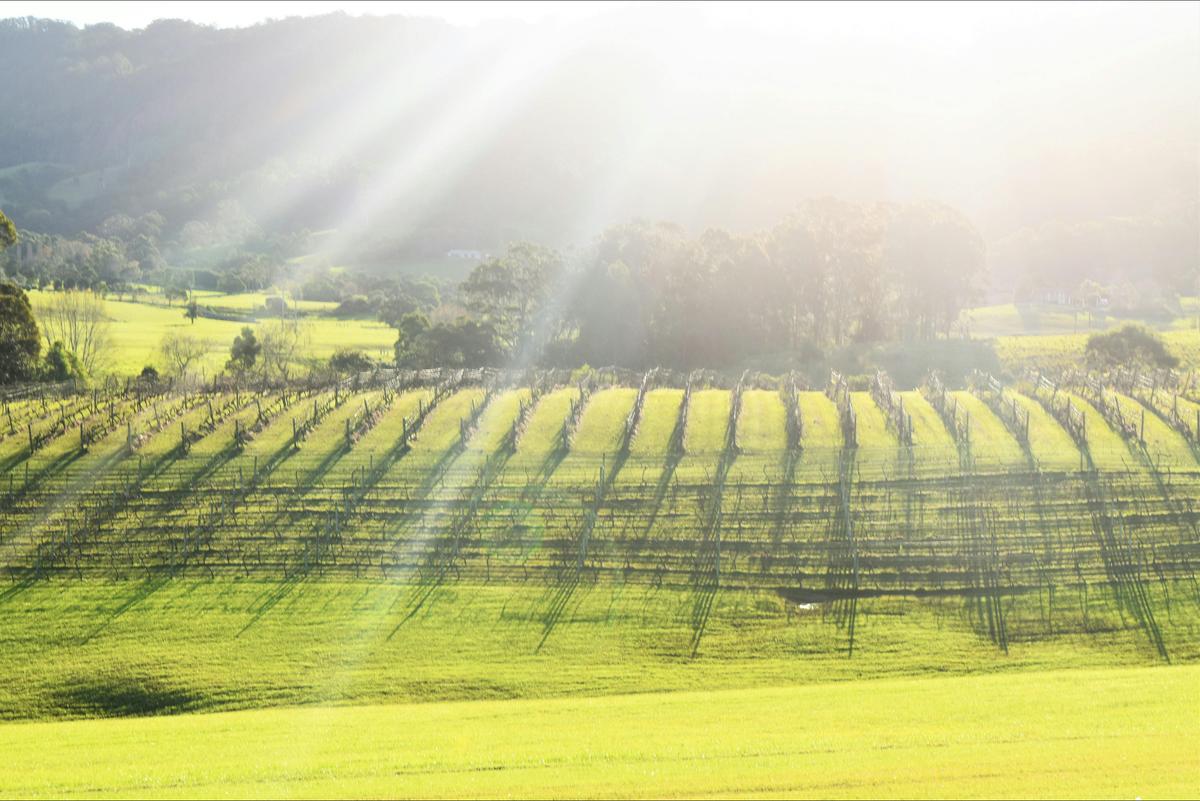 South Coast Wine Tasting