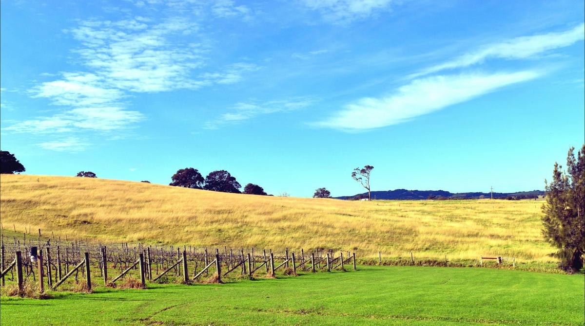 Winter vines at Silos Estate