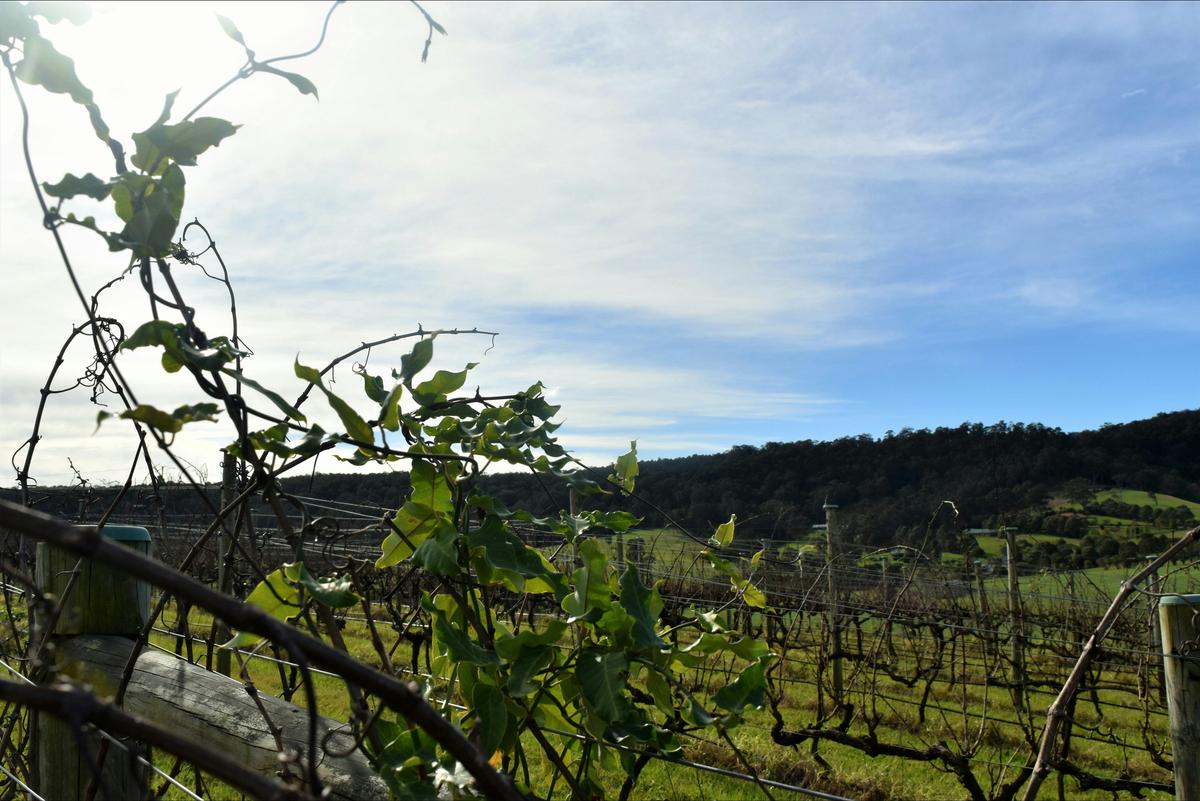 Southern Highlands Wine Tour