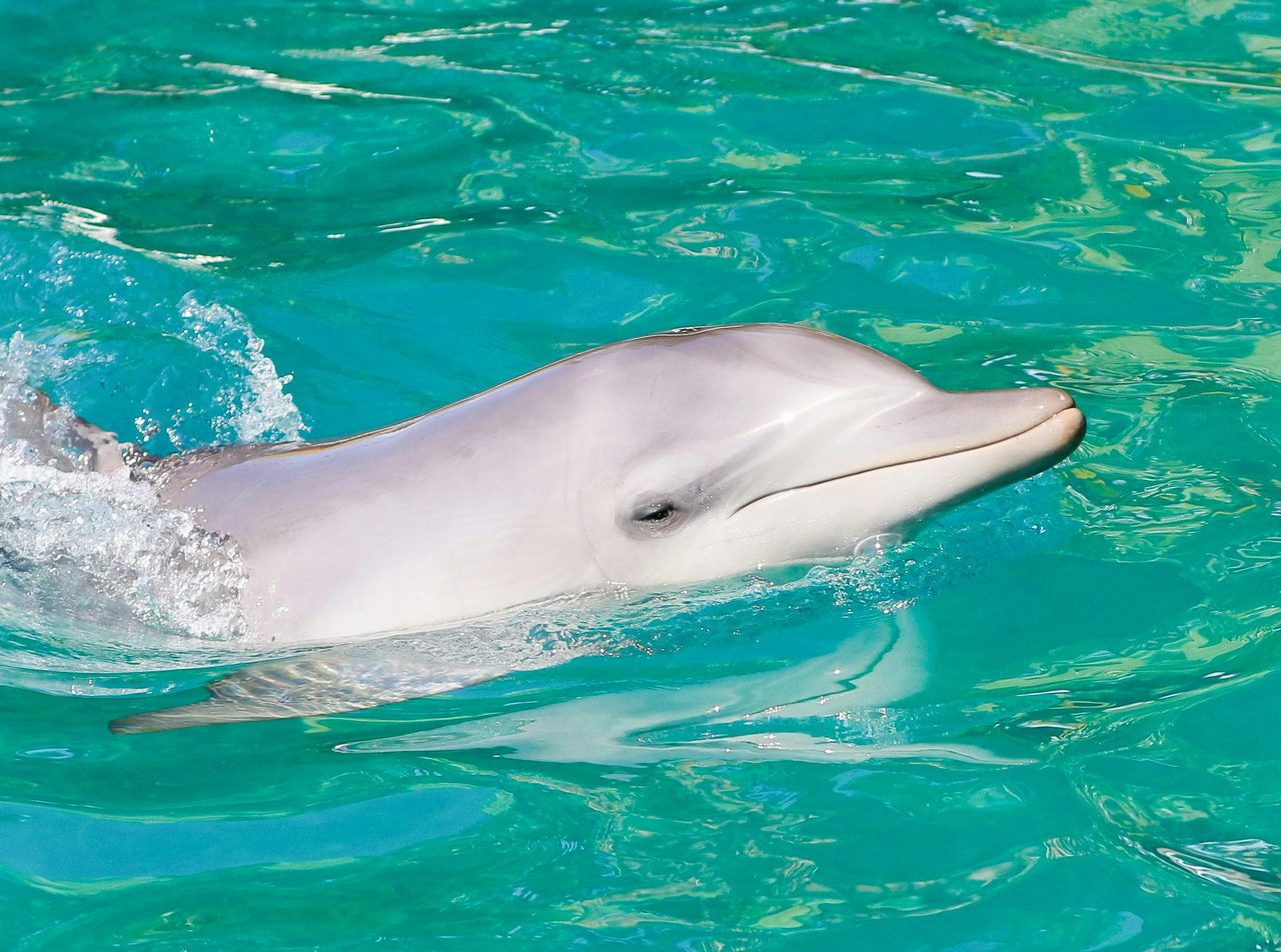 Local Bottlenose Dolphin