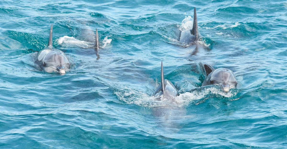 Small pod of Dolphins