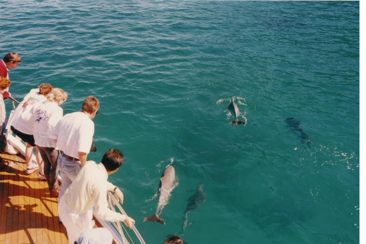 Dolphin Watching with Moonshadow Cruises