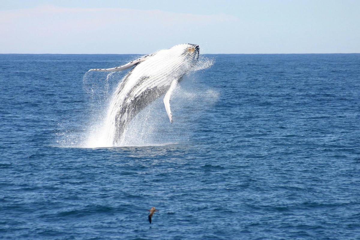 Whale Watching with Moonshadow Cruises