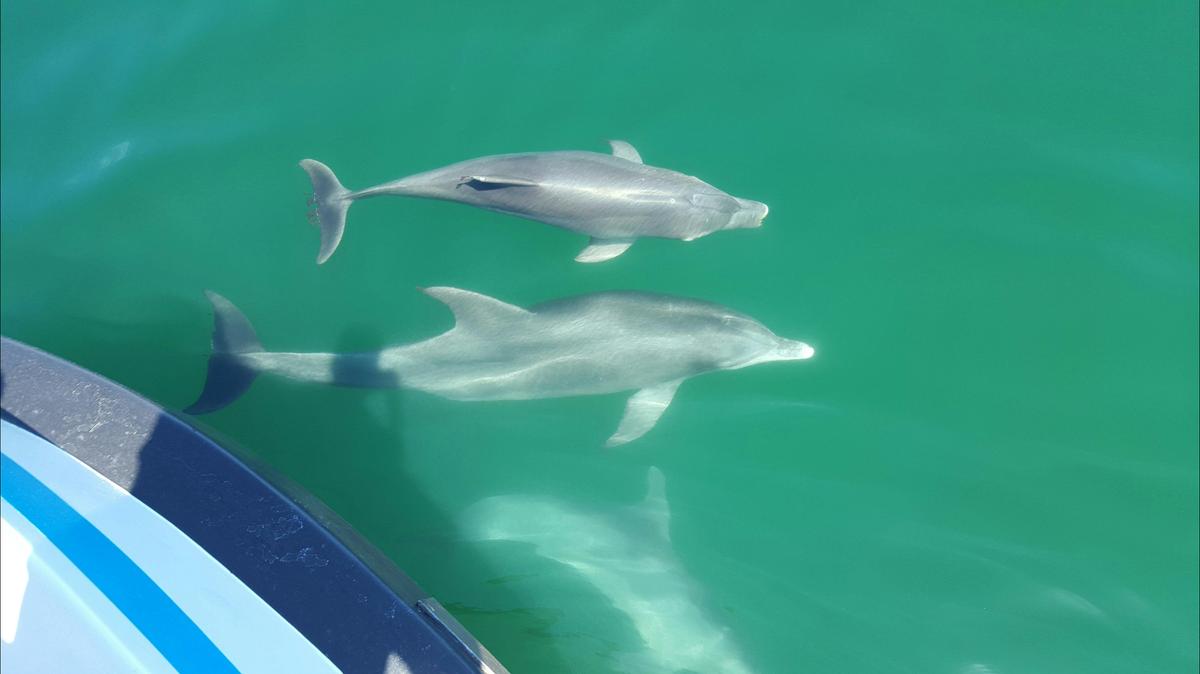 Bottlenose Dolphins
