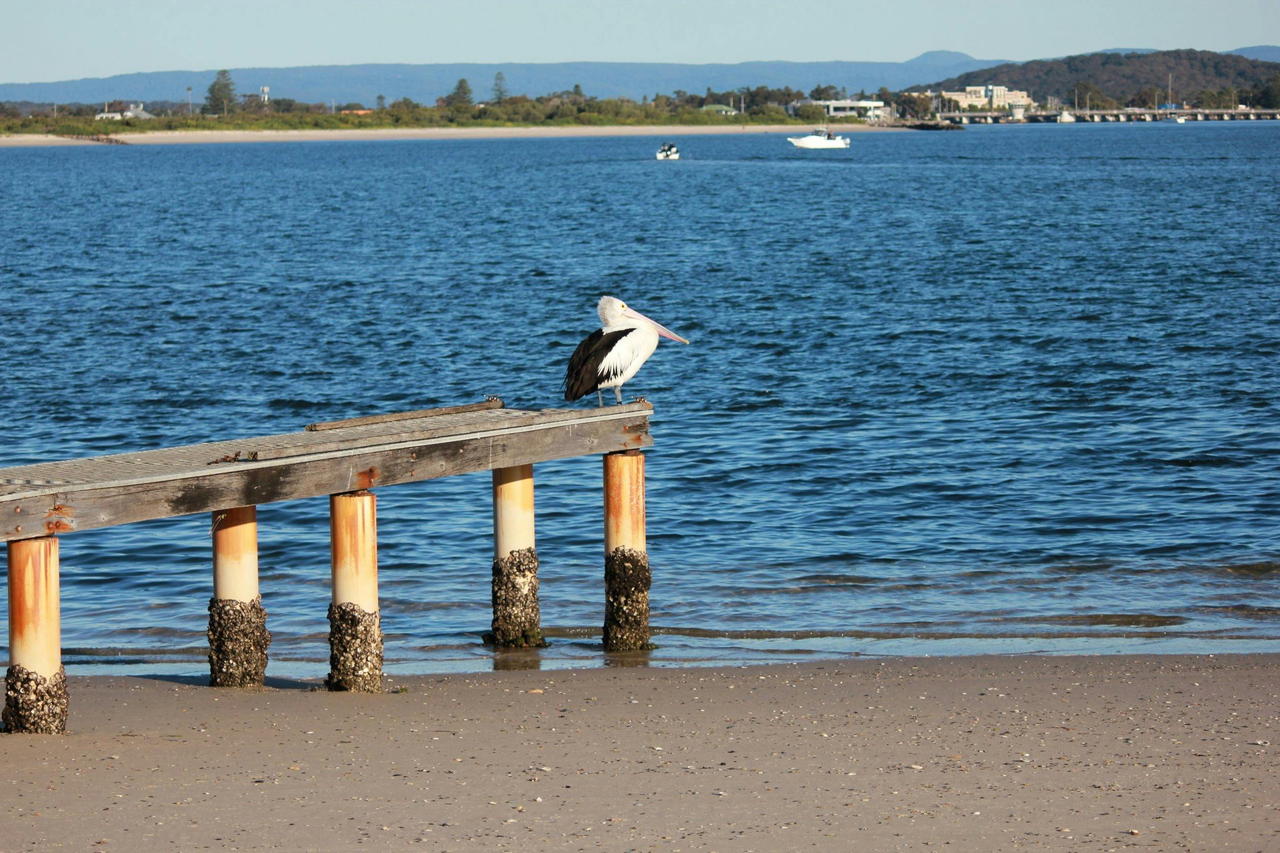 Pelican Swansea Heads