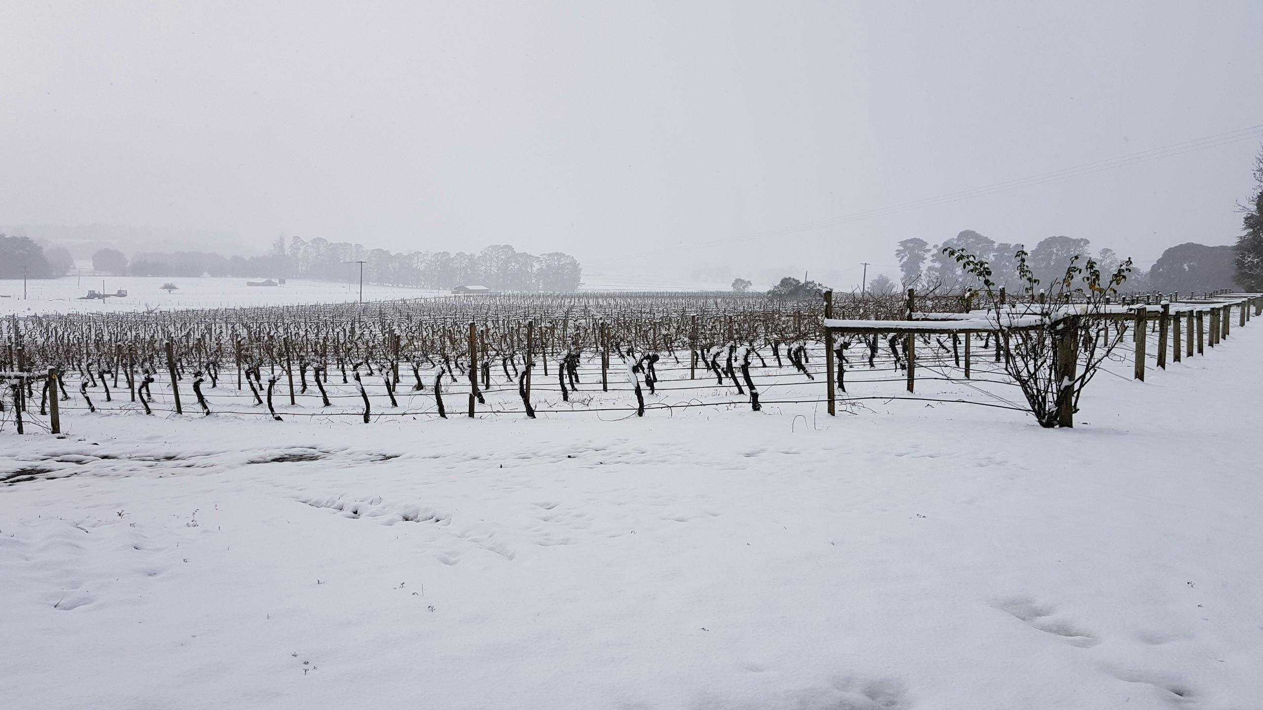 Winter in the vineyard