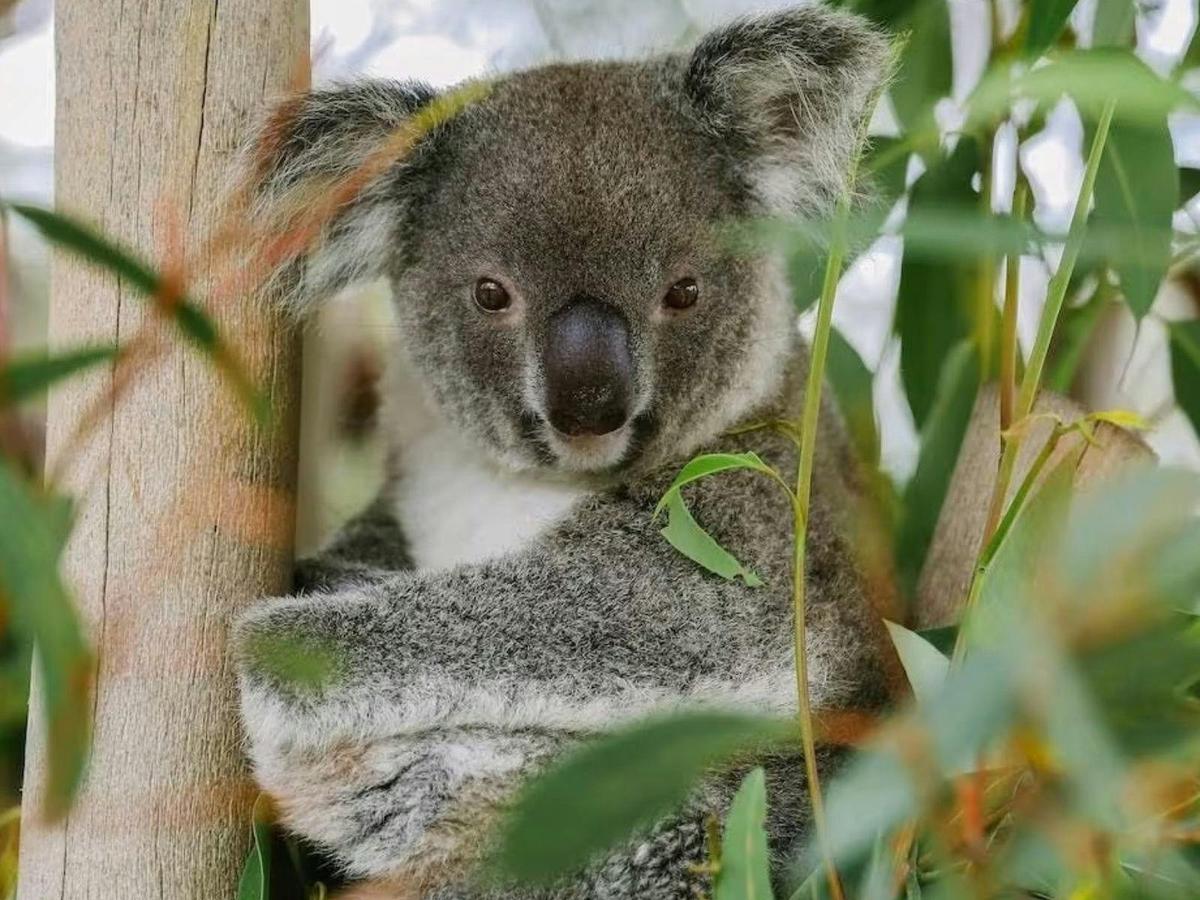 Walkabout Wildlife Heli Ride with Rotor One