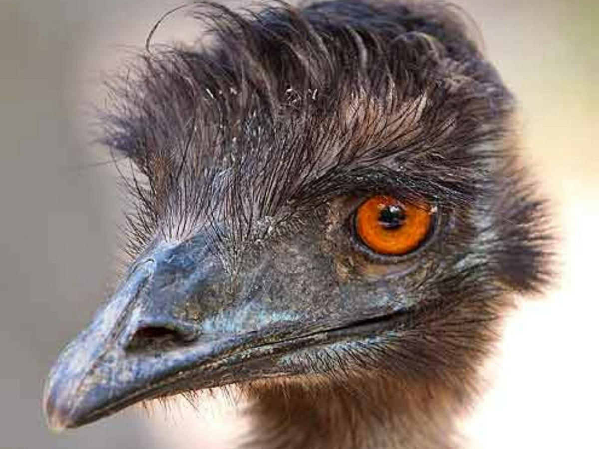 Walkabout Wildlife Heli Tour with Rotor One