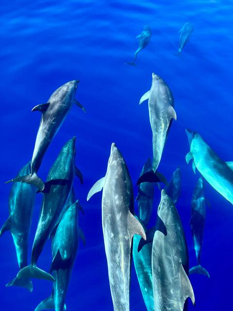 Dolphins