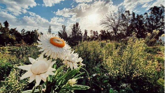 Purple Pear Farm Tour