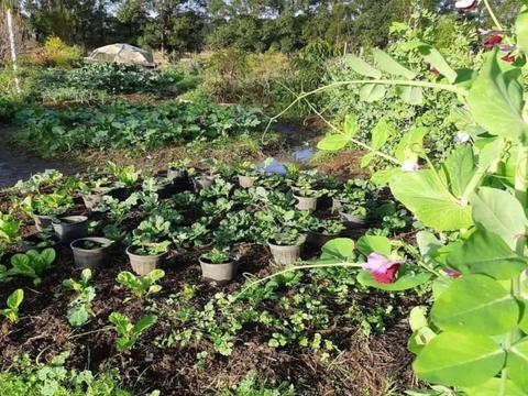 Purple Pear Farm Tour